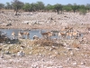 Etosha 2 102